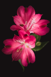 Alstroemeria op canvas
