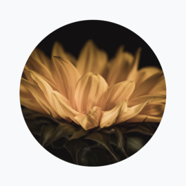 Zonnebloem