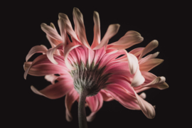 Gerbera op canvas