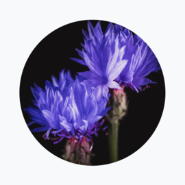 Korenbloem