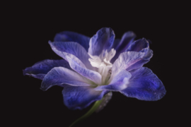 Delphinium op canvas