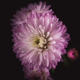 Aster op canvas