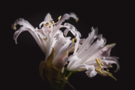 Nerine bowdenii op canvas