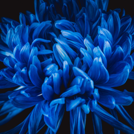 Chrysant op canvas