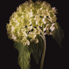 Viburnum op canvas