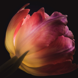 Tulp op canvas
