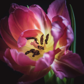 Tulp op canvas