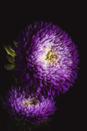 Aster op canvas