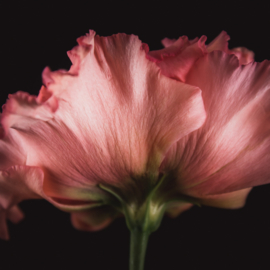Lisianthus op canvas