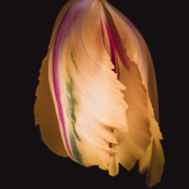 Tulp op canvas