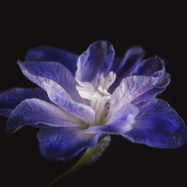 Delphinium op canvas