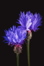 Korenbloem op canvas