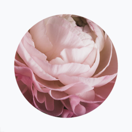 Roze bloemen