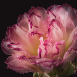Tulp op canvas