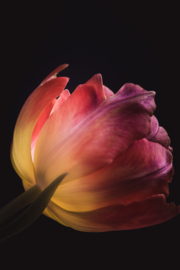 Tulp op canvas