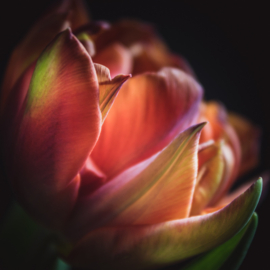 Tulp op canvas