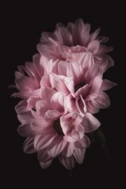 Chrysanten op canvas