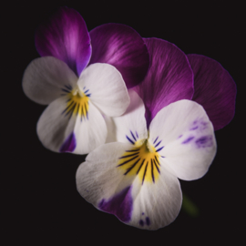 Viooltje op canvas