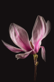Magnolia op canvas