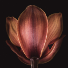 Orchidee op canvas
