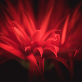 Gerbera op canvas