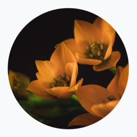 Oranje Bloemen - Muurcirkel