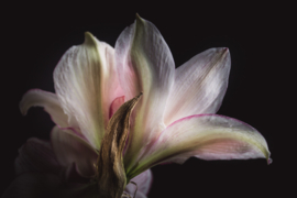 Amaryllis op canvas