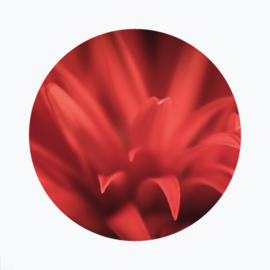 Rode bloemen
