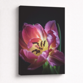 Tulp Roze - Canvas Schilderij