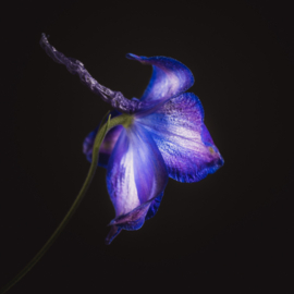 Delphinium op canvas