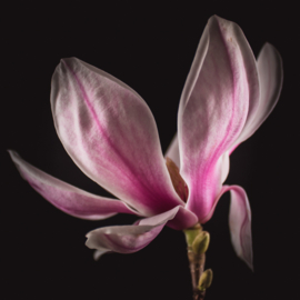 Magnolia op canvas