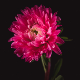 Aster op canvas