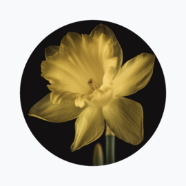 Geboortebloem maart