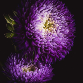 Aster op canvas