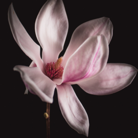 Magnolia op canvas