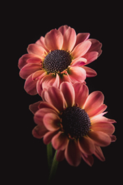 Chrysant op canvas