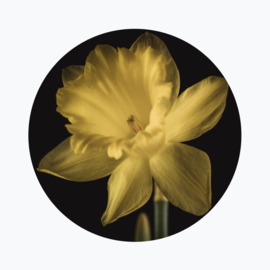 Narcis