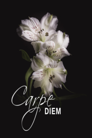 Alstroemeria en Carpe diem op canvas