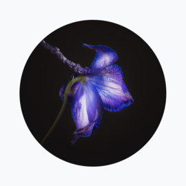 Delphinium