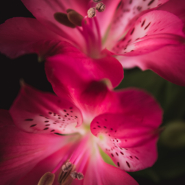 Alstroemeria op canvas