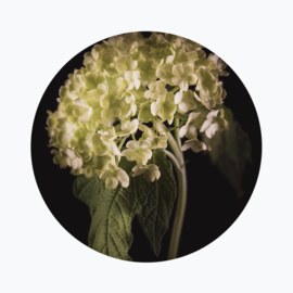 Viburnum
