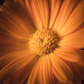Goudsbloem op canvas