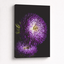 Aster Paars - Canvas Schilderij