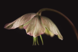 Helleborus op canvas
