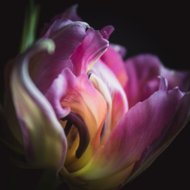 Tulp op canvas