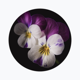 Geboortebloem februari