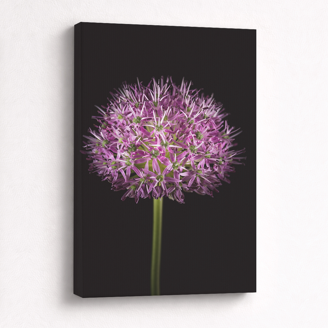 Canvas Schilderij Allium Paars