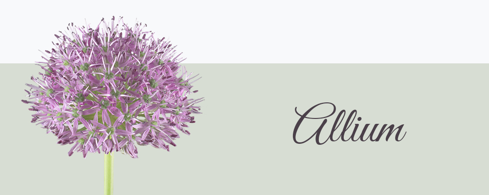 Allium betekenis