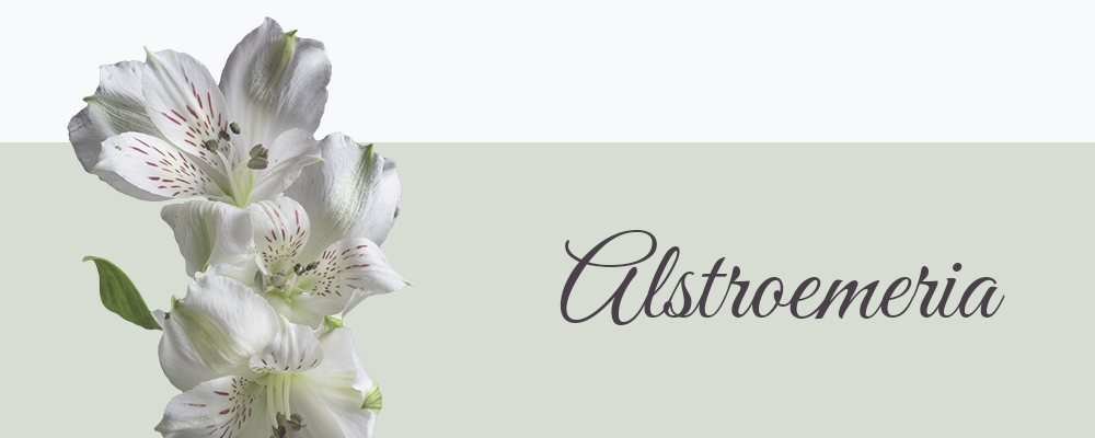 Alstroemeria betekenis