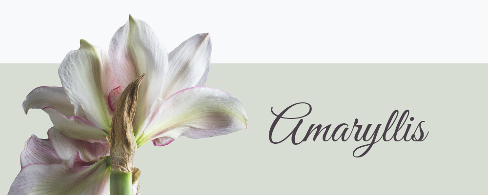 Amaryllis bloemensoort